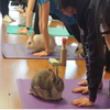 兔兔瑜珈開課啦！快來跟這些萌萌小助教一起提升身心靈平衡吧♥♥♥