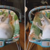 寶寶出喵拳ฅ●ω●ฅ 比人類寶寶更物盡其用使用寶寶搖椅的超萌喵星人，貓奴還不快去準備一個！！