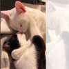 馬麻出去後兩隻貓貓纏綿地抱在一起睡...親親之外還...看得讓人臉紅心跳啊>///