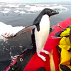 在南極考察到一半...突然有企鵝「噴」上船！發現船上「沒有魚可搶劫」，牠呆萌反應讓人都笑翻啦！