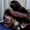 貓咪最「不尋常」的五個動物朋友！網友：「樹懶的手就是設計來抱貓的！」