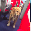 在火車上一直被這隻「黃金獵犬」騷擾，知道原因後網友笑翻：黃金真的超呆萌！！XDDXDD