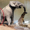大象媽媽被鱷魚咬住鼻子，情急的小象竟用超可愛的「重量級絕招」擊退鱷魚！！