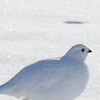 雪地裡出現一隻雷鳥，一看到牠奔跑的方式真的讓人大笑噴：根本自帶雪靴！（圖+影片）
