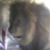 動物園中，小女孩親了獅子一下後，牠竟然爆走了！