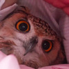 「我想跟你一起睡！」貓頭鷹鑽進被窩睡覺的畫面...網友直呼：最萌暖暖包！！（附影片）