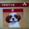 幫狗狗割眼皮？南韓吹起「動物整形風」...術前術後根本變不同隻狗了吧！