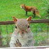 「讓偶進去一下就好了～拜託」松鼠被狐狸盯上，貼著玻璃萌萌噠求救ＸＤ