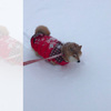 下大雪柴柴堅持出門散步，小短腿在雪地裡滑啊滑的...養了隻「鏟雪犬」啊ＸＤＤ（影片）
