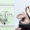 狗狗「即時腦波翻譯」機，跟寵物完美溝通，網友質疑實用性：貓咪比較需要翻譯吧！！