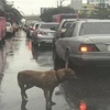 浪浪車流中淋大雨對「每一台汽車搖尾巴」，看到駕駛後卻一次次難過離去：主人你在哪？