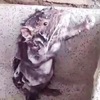 老鼠「自己洗澡」影片爆紅，但「真相」其實跟眼睛所見的不同...？