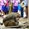極致羞辱！猴子光天化日之下被綁住受罰，路人冷眼旁觀！
