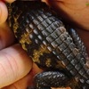 全世界最小的「寵物鱷」，完全沒有鱷魚的殺氣，一看到臉就被萌翻了！