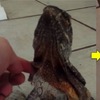 主人摸摸傘蜥蜴，不小心摸太用力害牠「變身」。網友：牠快噴火了！！