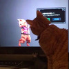 遊戲迷發現自己的喵對「艾露貓」的叫聲有反應！於是引發全日本網友去測試，實測有效！（附影片） 