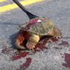 網友驚見被車輾過的烏龜屍體，沒想到用一根刮雪棒就救回了牠！（影片）