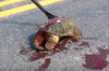 網友驚見被車輾過的烏龜屍體，沒想到用一根刮雪棒就救回了牠！（影片）