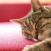 為什麼貓咪總是要睡在我身上？4個喵星人獨有的超超奇特睡眠習慣！
