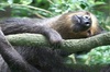 地球上10大最愛睡的動物，樹懶只排第二名！第一名每天只有15分鐘用在互動！