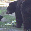 喵星人每天都會到動物園拜訪這隻大棕熊，背後的原因也太溫馨的吧♥♥♥