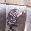 你以為老鼠都是又髒又臭嗎？看完這隻「愛乾淨」的老鼠...網友全都驚呆啦！