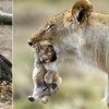 動物世界中也罕見的場景：可能一生只能拍到一次的瞬間！