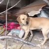 為什麼不讓搜救犬穿鞋救災？日本搜救犬協會這樣說...看完讓人直呼「原來如此！」（影片）