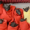 吃奶嘴才睡得著♥ 超可愛的蝙蝠手捲成功拯救這28隻不幸掉落巢穴的愛撒嬌蝙蝠寶寶