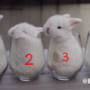 「四杯兔兔」超萌！第3隻超過動不斷騷擾別隻，看到最後第2隻兔兔...令人笑爛ＸＤＤＤ（影片）
