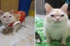 主人抱怨貓長得醜po出照片，原本不相信的網友：「你養的是貓還是鼠？」