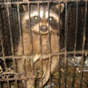 小浣熊被關在狹小的籠子裡長達４年，只被餵食貓食甚至從沒看過太陽...