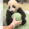 為了不讓別人拿走球球，熊貓寶寶瞪大雙眼一抱「這是寶寶的，不可以拿！」（影片）