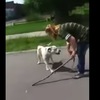 婦人遭「陌生猛犬」攻擊，而她牽著的「寵物比特犬」無法就這樣坐視不管