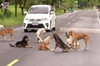 泰國公路上，十幾隻狗狗圍坐在「馬路中央」？路人湊近一看瞬間被感動...