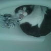 這隻貓咪喝水的樣子有點奇怪，把照片倒過來看...網友都笑翻啦XD