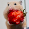 給了鼠寶草莓後，下一秒再看看牠的嘴唇，網友笑噴：「形象稍微顧一下啦！」