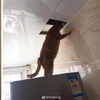天花板被胖橘貓開了洞，乾脆讓牠上去抓老鼠...看到慘狀卻讓主人崩潰：你這個死胖子！！！