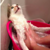 「本皇的貓生就這樣惹...」這些喵皇洗澡後都變超落魄...喵皇表示：「洗完你就知道了！」