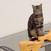 來停腳踏車發現有貓駐守，往右一看真的笑翻啦...根本警喵大隊，眼神超有事！