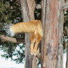 遠遠看到什麼東西卡在樹上，走近一看真的笑噴...狐狸你到底在幹嘛啦！！