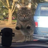 趕出門上班忘記餵貓咪，準備開車時居然被貓掌攔截：想死去哪？！