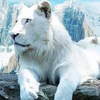 稀有奇特動物紀錄片，這次是「白色聖獸」，美到讓人無法直視！