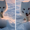 北極狐想從冰洞裡偷魚吃，被嚴厲制止後居然想了這個方法...瞬間將網友萌暈送魚！（圖+影片）