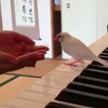 只想好好彈鋼琴，但似乎有鳥不同意，主人一彈，鳥寶反應讓百萬人全笑翻！