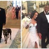 天菜暖男結婚啦！美式足球員堅持不婚除非最愛的比特犬跟他一起走上紅毯♥♥♥