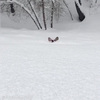 短腿柯基在雪地裡奔跑，只剩一顆頭...滑稽的模樣又萌又白目呀ＸＤＤ（影片）