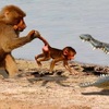 攝影師捕捉到狒狒拼命將寶寶從「鱷口救出」，最後讓人忍不住濕了眼眶
