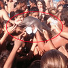 觀光客將「小海豚」從媽媽身邊拖出海，互相推擠和牠合照！結果小海豚竟然...實在太可憐啦!!!