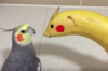 超鬧主人拿「香蕉」假扮成同類跟鳥寶玩...下一秒鳥寶的「超嗨」反應讓人都笑翻啦！